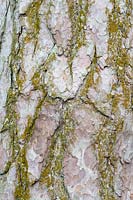 Pinus sylvestris - Scots Pine bark with lichen. 