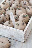 Wooden tray of chitting potatoes, labelled  'Desiree'. 
