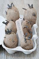 An egg box of chitting potatoes, labelled  'Shetland Black'. 