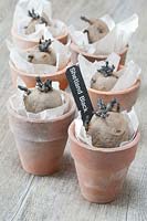 Potatoes labelled 'Shetland Black', chitting in terracotta pots. 