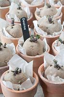 Potatoes labelled 'Desiree', chitting in terracotta pots. 
