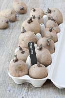 An egg box of chitting potatoes, labelled  'Charlotte'. 