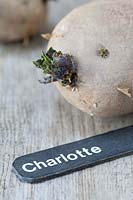Chitting seed potato 'Charlotte'