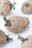 Chitting seed potatoes 'Desiree'