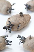 Chitting seed potatoes 'Shetland Black'. 