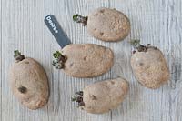 Chitting seed potatoes labelled 'Desiree' on a wooden surface. 