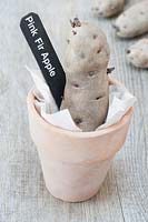 A potato labelled  'Pink Fir Apple', chitting in a terracotta pot with paper inside