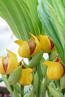 Anguloa wyld chalice gx - Tulip orchid