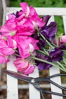 Lathyrus odoratus - Cut Sweet pea 'Just jenny' and Sweet pea 'Arianne' flowers on a garden bench with vintage scissors