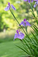 Iris ensata 'Rowden king' - Japanese Iris 'Rowden king'