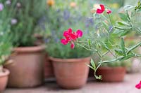 Lathyrus odoratus 'King Edward VII' - Sweet pea in a herb garden 