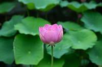Nelumbo nucifera komarovii - Hardy Sacred Lotus flower opening