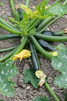 Cucurbita pepo - Ripening courgettes in a vegetable garden. 