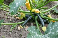 Cucurbita pepo - Ripening courgettes in a vegetable garden.