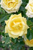 Rosa 'Korresia' - Rose 'Korresia