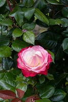 Rosa 'Nostalgia' - Hybrid Tea Rose 'Nostalgia'