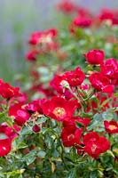 Rosa Suffolk 'Kormixal' - Rose 'Suffolk'

