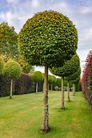 Formal Topiary Walk at Town Place in Sussex, UK.
