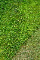 Mown and wildflower lawn comparison. 
