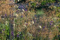 Verbena bonariensis - Purpletop growing among grasses in border. 