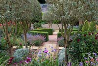 Pathway leading through clipped olive trees to central, clipped Buxus circle in walled garden. 
