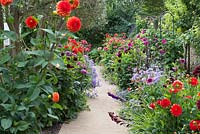 View along a kitchen garden path flanked by dahlias, gladioli and asters.