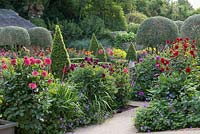Clipped topiary Box, Bay and olive trees give structure among flowering Dahlias in walled garden. 
