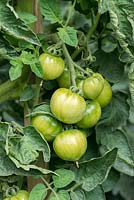 Solanum lycopersicum - Green tomatoes growing on the plant.