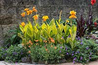 Canna 'Bethany' flowering in border with other plants. 
