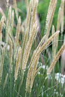 Pennisetum macrourum - African feather grass