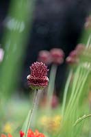 Allium amethystinum 'Red Mohican' - Amethyst Allium 'Red Mohican'
