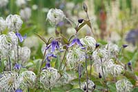 Clematis integrifolia - Solitary Clematis flowers and seedheads