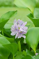 Eichhornia crassipes -  Water Hyacinth