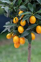 Citrus japonica - Giant kumquat