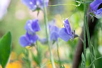 Lathyrus odoratus 'Flora Norton' - Sweet pea 'Flora Norton' on a wigwam support