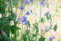 Lathyrus odoratus 'Flora Norton' - Sweet pea 'Flora Norton'