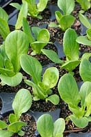 Lactuca sativa - Little gem lettuce seedlings in a tray. 