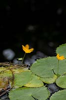 Nymphoides crenata - Wavy Marshwort Flower