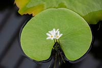 Nymphoides indica - Water Snowflake