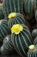 Parodia magnifica - Ball cactus 