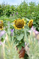 Helianthus annuus - Smiling face on a sunflower growing in terracotta pot. 