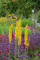 Verbascum Cotswold Group 'Cotswold Queen' - Mullein 'Cotswold Queen' growing in border. 