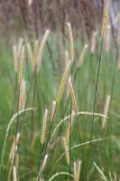 Hordeum bulbosum - Bulbous Barley 
