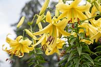 Lilium 'Yellow Space' - Oriental Trumpet Lily 'Yellow Space'