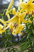 Lilium 'Yellow Space' - Oriental Trumpet Lily 'Yellow Space'