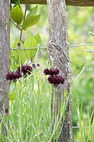 Centaurea cyanus 'Black Ball' - Cornflower 'Black Ball' 