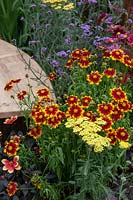 Curved, wooden bench surrounded by Coreopsis 'UpTick Gold and Bronze', Alchillea, Dahlia and Verbena bonariensis in The Start in Salford Garden at RHS Tatton Park flower show, 2019.
