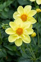 Dahlia 'Susan Gilbert' - Collerette-flowered Dahlia
