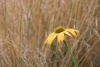 Echinacea 'Now Cheesier' - Coneflower 'Now Cheesier' against grass stems. 