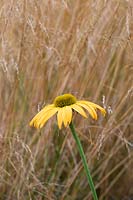 Echinacea 'Now Cheesier' - Coneflower 'Now Cheesier' against grass stems.